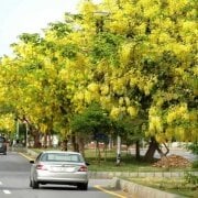 CASSIA fistula Golden Shower Ağacı Tohumu(5 tohum)