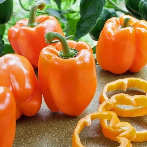 Etli Tatlı Turuncu  Kaliforniya Dolmalık Biber Fidesi (4 adet)