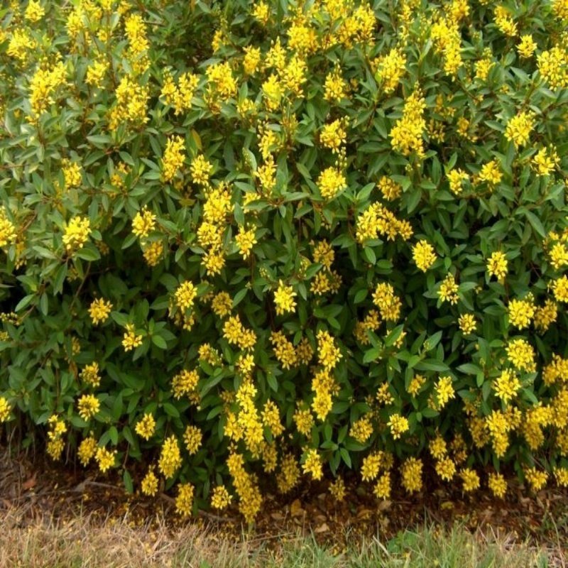 Golden Shower Thryallis Ağacı Tohumu(10 tohum)