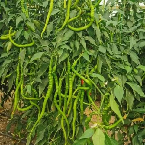 Yediveren Etli Uslu Etli Tatlı Kıl Biber Fidesi (5 adet)