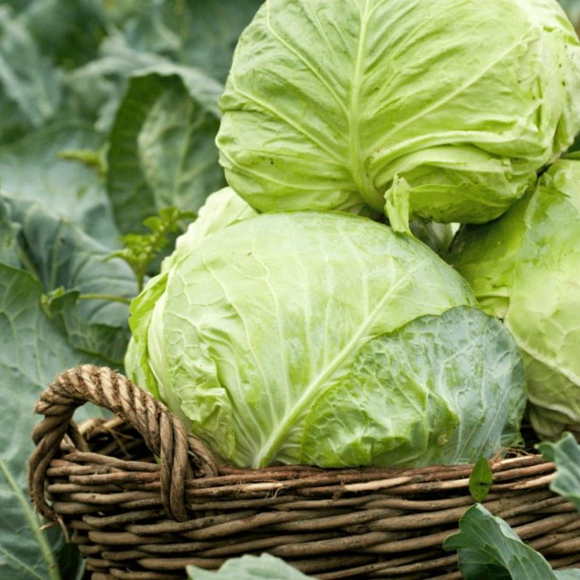 Ata Tohumları Dolmalık  Sarmalık Yalova Beyaz Lahana Tohumu (100 tohum)