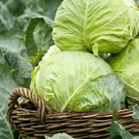 Ata Tohumları Dolmalık  Sarmalık Yalova Beyaz Lahana Tohumu (100 tohum)