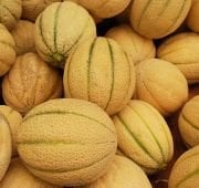 Nadir Bal Küpü Iroquois Kavun Fidesi (5 adet) Sınırlı Stok