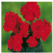 Grandeur Dark Bright Red Sardunya Çiçeği Fidesi (3 adet)