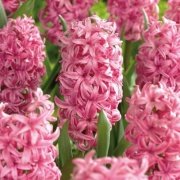 Pembe Pink Pearl Sümbül Soğanı (3 adet)