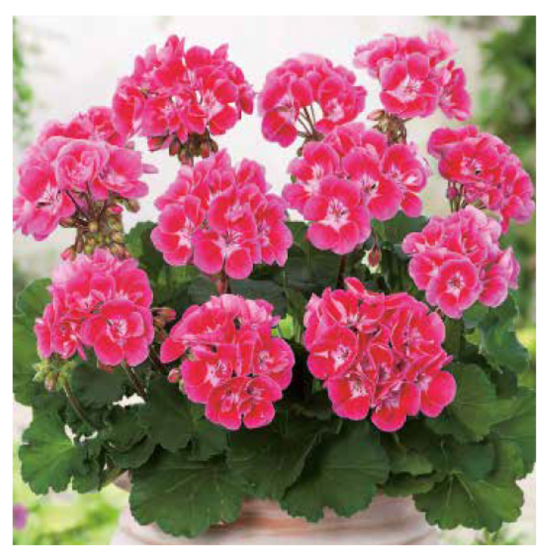 Grandeur Dark Raspberry Sardunya Çiçeği Fidesi (3 adet)