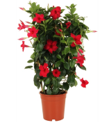 Tüplü Mixed Mandevilla Çiçeği Fidanı (20-40 cm 2 adet)