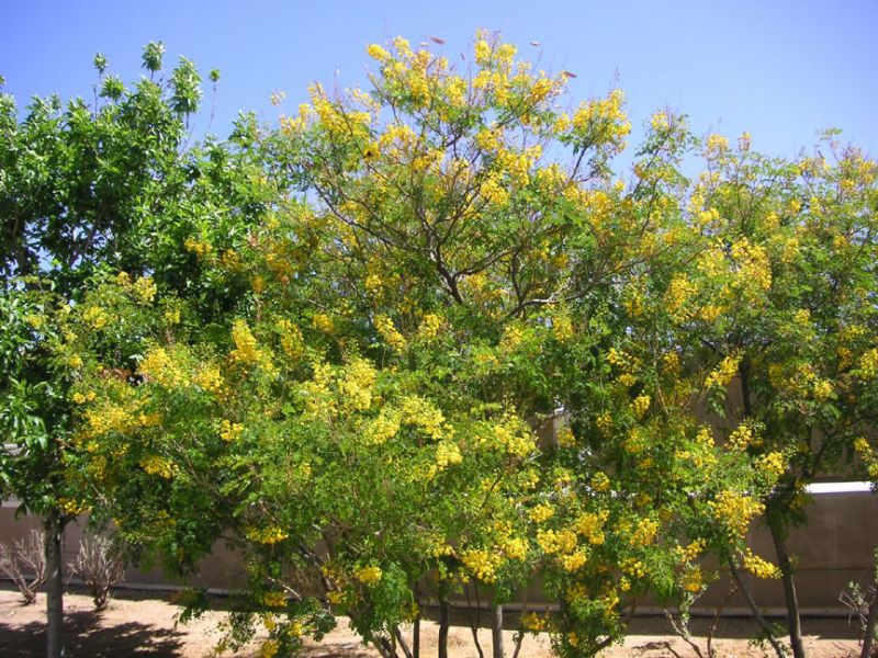 CAESALPINIA Meksika Ağacı Tohumu(5 tohum)