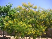 CAESALPINIA Meksika Ağacı Tohumu(5 tohum)