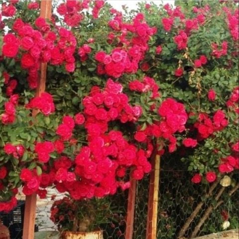 Tüplü Kokulu Kırmızı Cherry Belle Sarmaşık Gül Fidanı(120-160 cm)