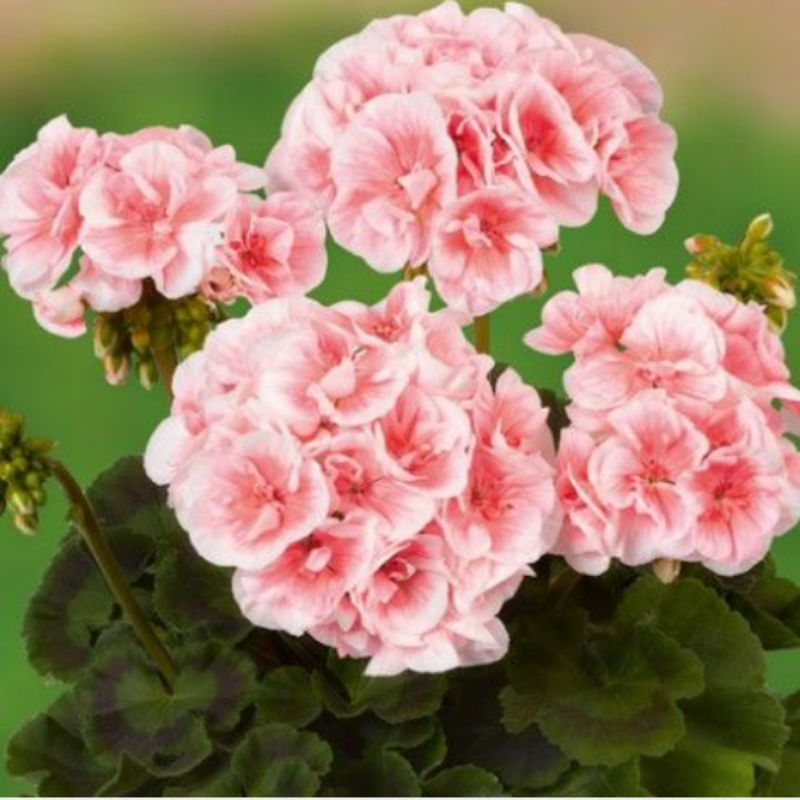 Grandeur Classic Light Salmon Çiçeği Fidesi (3 adet)