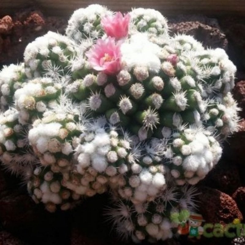 Mammillaria Vetula Ssp. Gracilis Kaktüs Kartopu Kaktüs (Bol Yavrulu 9 Luk Saksı)