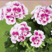Grandeur Classic White Splash Sardunya Çiçeği Fidesi (3 adet)