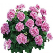Grandeur Classic Pink Sardunya Çiçeği Fidesi (3 adet)