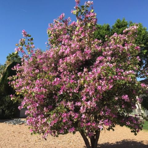 Kokulu Çiçekleri Olan Bauhinia purpurea  Caesalpiniaceae Orkide Ağacı Tohumu (5 tohum)