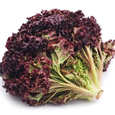 Geleneksel  Soğuğa Dayanıklı Ruby Red Kırmızı Kıvırcık Marul Tohumu (100tohum)