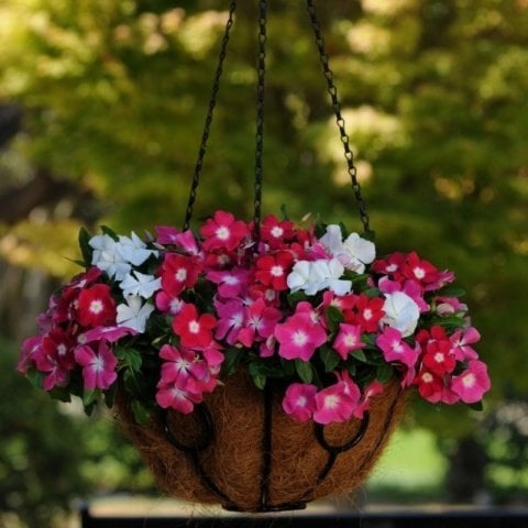 İri Çiçekli Mixed Vinca Major Cezayir Menekşesi  Çiçeği Fidesi (3 adet)