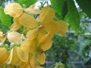 CASSIA fruticosa Ağacı Tohumu(5 tohum)