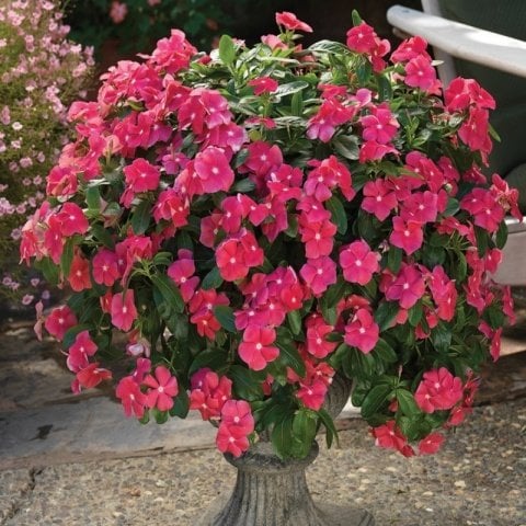İri Çiçekli Cherry Vinca Major Cezayir Menekşesi  Çiçeği Fidesi (3 adet)