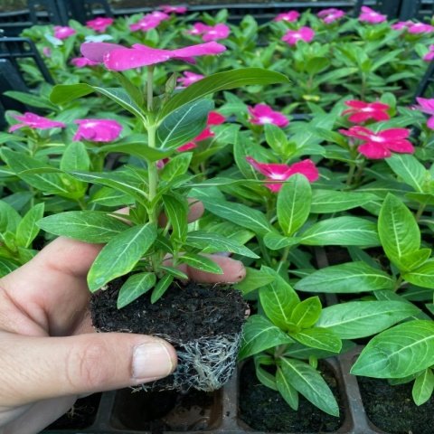 İri Çiçekli Cherry Vinca Major Cezayir Menekşesi  Çiçeği Fidesi (3 adet)