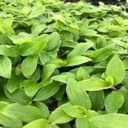 Tradescantia Flumensis Telgraf Çiçeği Fidesi(5 adet)