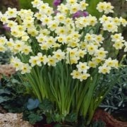 Beyaz Geranium Nergis Soğanı