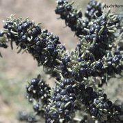 Nadir Siyah Goji Berry Tohumu (5 adet)