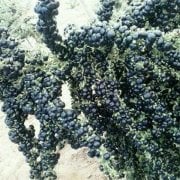 Nadir Siyah Goji Berry Tohumu (5 adet)