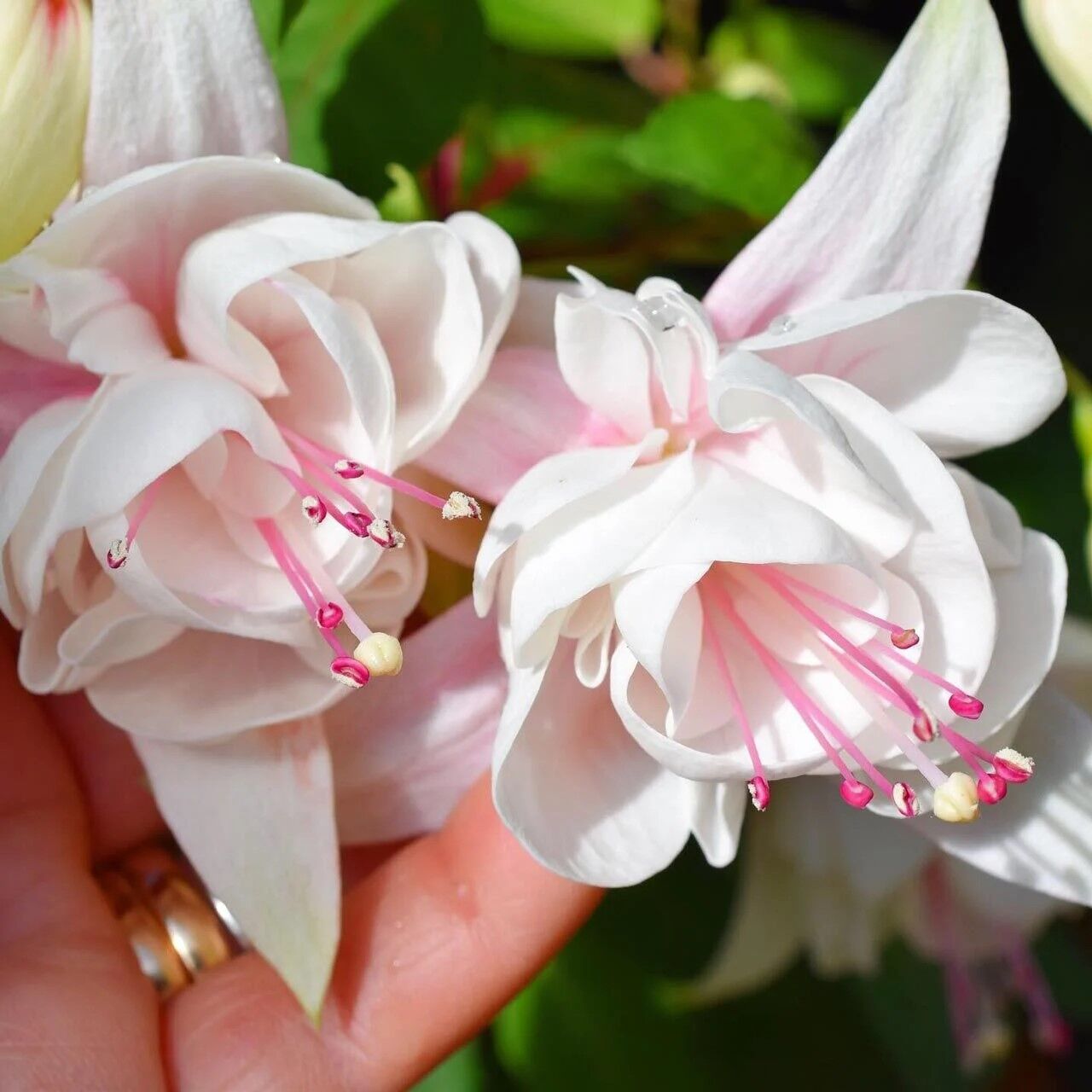 Beyaz Bol Goncalı Harry Grey Küpe Çiçeği Fidesi (1 ADET)