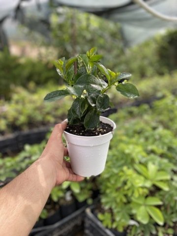 Tüplü Beyaz Çiçekli Mandevilla Çiçeği Fidanı (60-100 cm)