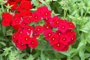 Red Love Floks Çiçeği Tohumu(100 tohum)