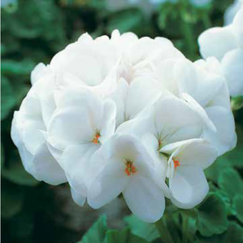 Horizon F1 Pure White Sardunya Çiçeği Fidesi (3 adet)