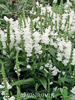 Showy Obedient Plant Çiçeği Tohumu(100 tohum)