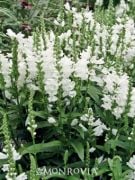 Showy Obedient Plant Çiçeği Tohumu(100 tohum)