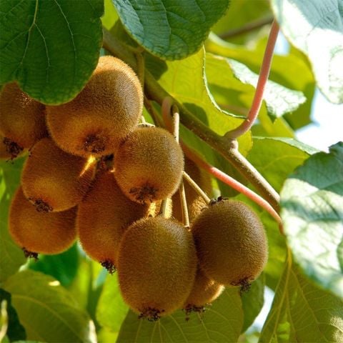 Tüplü Hayward Kivi(Erkek) Fidanı Seneye Meyve Verilebilir Durumda