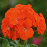 Horizon F1 Orange Sardunya Çiçeği Fidesi (5 adet)
