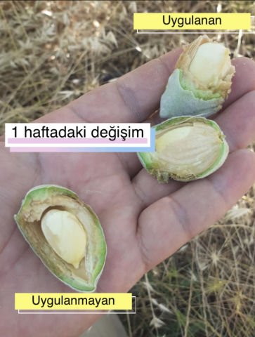 Ceviz Badem Fındık Antep Fıstığı Kestane İçin İç Doldurucu Gübre (1 Litre)