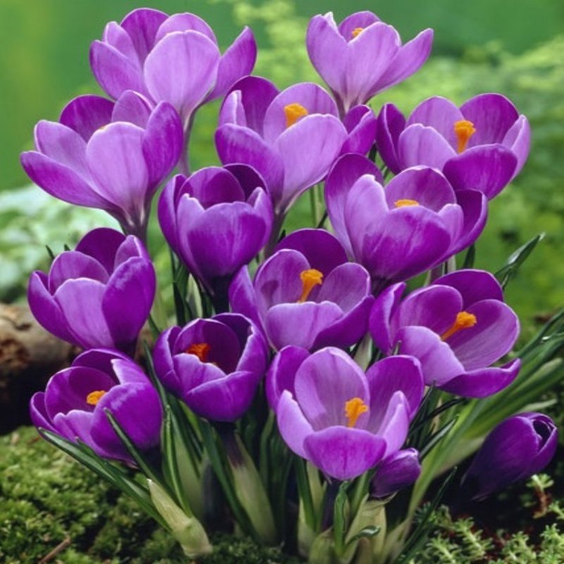 Eflatun Renkli Flower Record Çiğdem Soğanı