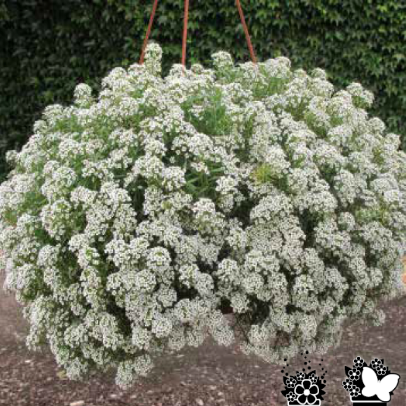 Kokulu Easter Bonnet White Alisyum Ballıca Çİçeği Fidesi (5 adet)