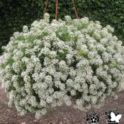 Kokulu Easter Bonnet White Alisyum Ballıca Çİçeği Fidesi (5 adet)
