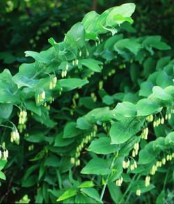 Solomon's Seal Çiçeği Tohumu (10 tohum)