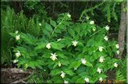 Solomon's Seal Çiçeği Tohumu (10 tohum)