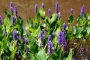 Pickerel Weed Çiçeği Tohumu (5 tohum)