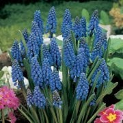Muscari Armeniacum Üzüm Sümbülü Soğanı