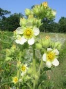 Potentilla arguta Çiçeği Tohumu(100 tohum)