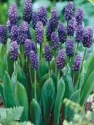 Latifolium Üzüm Sümbülü Soğanı (10 adet)