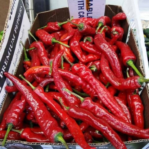 Zehir Gibi Acısı Olan Acı Kırmızı Şili Biber Fidesi (4 adet)