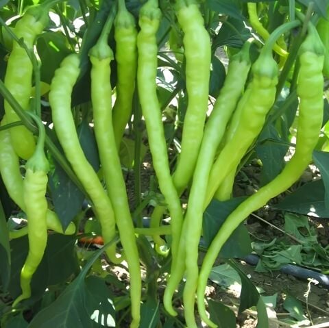 Geleneksel Tatlı  Çorbacı Biber Fidesi(5 Adet)