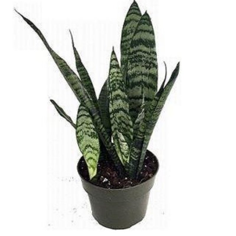 Saksıda Sansevieria Zeylanica Yeşil Beyaz Çizgili Paşa Kılıcı Fidanı