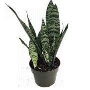Saksıda Sansevieria Zeylanica Yeşil Beyaz Çizgili Paşa Kılıcı Fidanı